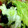 ☆らすく☆'s cooksnap of when they made レタスと塩昆布と焼き海苔を和えただけっ！.