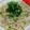 ちかﾁｬﾝ☆'s cooksnap of when they made あえるだけ＊ツナと小葱の和風パスタ＊.