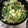 くうandホームズ's cooksnap of when they made 春キャベツと野菜とエリンギの炒め物！！.