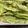 クックGV7K3E☆'s cooksnap of when they made 簡単！サックサク！失敗なし☆菜の花天ぷら.