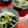 ルぴあ's cooksnap of when they made わかめと新玉ねぎのしらす和え.