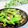 Satoco❋'s cooksnap of when they made つぼみ菜とベーコンのニンニク炒め♡.