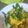 マキマキ913's cooksnap of when they made 菜の花ふわふわたまご炒め.