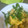 マキマキ913's cooksnap of when they made 菜の花ふわふわたまご炒め.