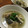 クックDI37P5☆'s cooksnap of when they made コチ(真鯒)の潮汁.