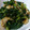 ぶ〜ちゃん。's cooksnap of when they made 春菊と油揚げの炒め煮.