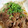 okazakana's cooksnap of when they made 簡単！激ウマ！牛肉もやしのガリバタソース.