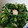 ぶ〜ちゃん。's cooksnap of when they made 春菊とツナの塩炒め.