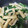hatz8888's cooksnap of when they made もみ菜と油揚げの煮浸し.