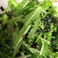 COCO&Mo-'s cooksnap of when they made きゅうりとみつばの梅海苔和え♪.