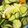 earth。's cooksnap of when they made 塩麹で！ミックス野菜の浅漬け.