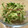ねみねみ's cooksnap of when they made きゅうりとみょうがのさっぱりだし浸し.
