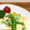 horseland's cooksnap of when they made スナップえんどうと味付たまごのマヨ和え.