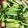 クックSMW1FU☆'s cooksnap of when they made 小松菜で空芯菜の炒め物風.