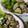 クックるん☆戦隊's cooksnap of when they made 夏☆ハモと茄子の揚げびたし。.
