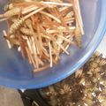 alan★jewel's cooksnap of when they made 簡単手早く＊つくしの下処理.