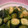 ☆海ママ☆'s cooksnap of when they made 『クセになるきゅうりの再現』の再現.