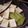 ruris7's cooksnap of when they made ふきと高野豆腐の炊いたん.