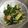 knoflook's cooksnap of when they made やみつき！豆苗と塩昆布のアボカドサラダ.