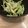 tomozoic's cooksnap of when they made ワラビのクリチ炒め♪.