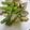 クックOBSDVC☆'s cooksnap of when they made アサリとグリーンアスパラの白ワイン蒸し♪.