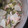 kyokoha's cooksnap of when they made かぶとハムの簡単炒め物.