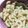 キャラメグ♪'s cooksnap of when they made お弁当に！付け合せに！レモンバターパスタ.