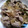 りゅう坊ちゃん's cooksnap of when they made 豚肉とたまねぎ、ピーマンのオイスター炒め.