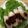 かおり♡♡♡'s cooksnap of when they made ちょー旨っ、鶏むねハム.