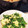 stot's cooksnap of when they made 簡単♡菜の花のにんにく炒め.