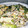 茶々ちゃっぴ's cooksnap of when they made 小松菜と厚揚げのじゃこチャンプル.