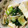 しゃりぼん's cooksnap of when they made えのきと青梗菜の麻婆豆腐.
