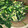クックO7UFZH☆'s cooksnap of when they made ほうれん草のたまご炒め.