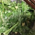 葉月優希's cooksnap of when they made サラダほうれん草のお茶漬けサラダ.