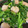 たまゴン♪'s cooksnap of when they made 簡単おつまみ！菜の花とほたてのアヒージョ.