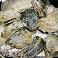ととろ＆めい's cooksnap of when they made 簡単手軽な牡蠣の食べ方【蒸し牡蠣で】.