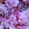 mroses's cooksnap of when they made 桜の塩漬け.