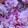mroses's cooksnap of when they made 桜の塩漬け.