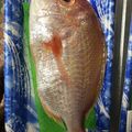 くうandホームズ's cooksnap of when they made 長崎県産鯛の塩焼き☆.