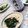 ForestGump's cooksnap of when they made 春菊と桜えびの海苔和え.