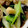 MULA's cooksnap of when they made 骨強化！小松菜ときくらげのオイスター炒め.