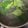 葉月優希's cooksnap of when they made しじみと三つ葉のお吸い物.