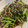 ねこしま25's cooksnap of when they made 春菊とひき肉と厚揚げのオイスター炒め.