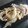 ひろみつばち's cooksnap of when they made 白海老の唐揚げ.