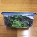 かみりょこママ's cooksnap of when they made サニーレタスの保存.