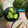 マールマル's cooksnap of when they made きゅうりの浅漬け.