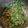 クックG466V7☆'s cooksnap of when they made 菜の花と桜えびの梅マヨサラダ.