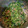 クックG466V7☆'s cooksnap of when they made 菜の花と桜えびの梅マヨサラダ.
