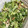 ぶしっこ's cooksnap of when they made 簡単☆水菜とちくわの和え物♪.