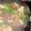 1035's cooksnap of when they made キャベツと牛肉のオイスターソース炒め.